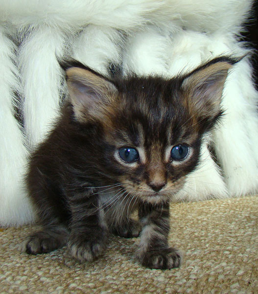     Catsvill County!   !    !       !!!    Catsvill County +7-926-544-74-09     .   ,   ,   ,    ,   ,  ,     ,   -,    ,   !